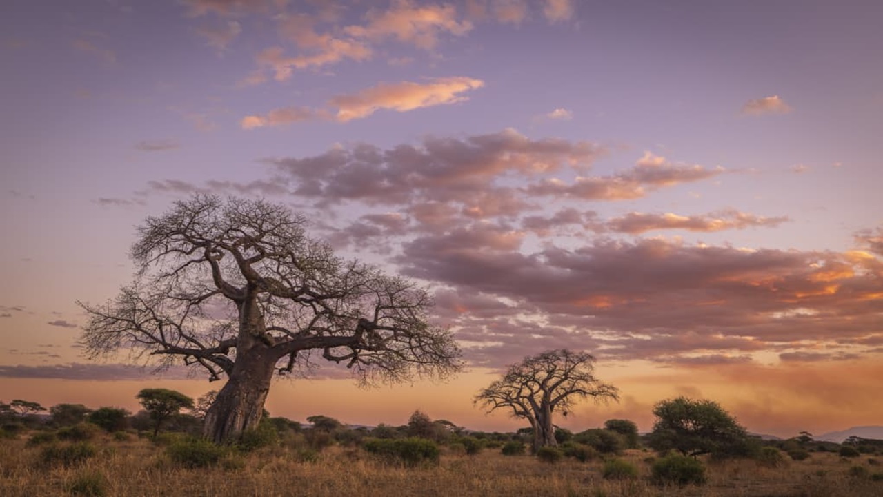 Walking Safari — East Africa