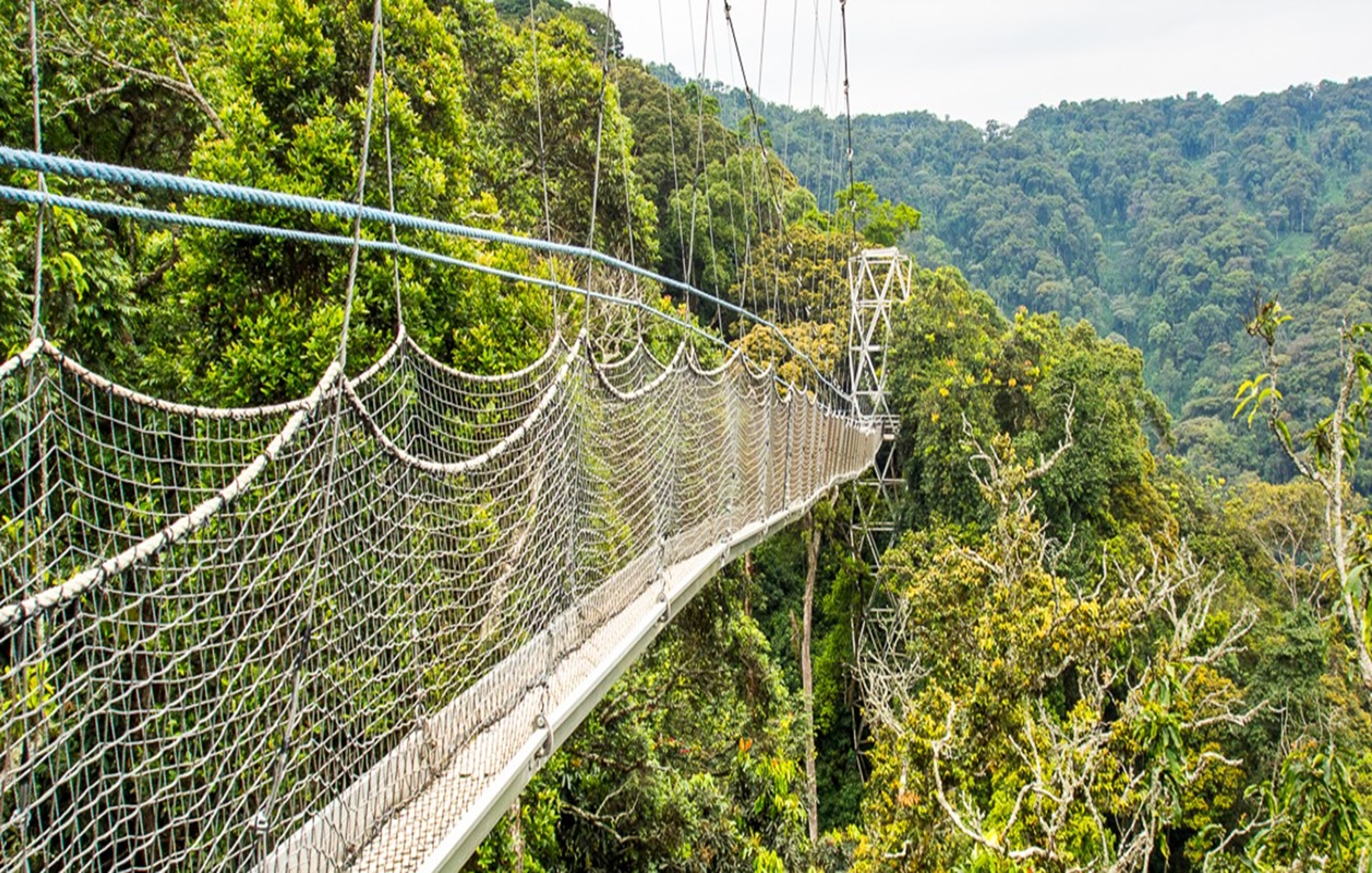 Nyungwe Forest National Park