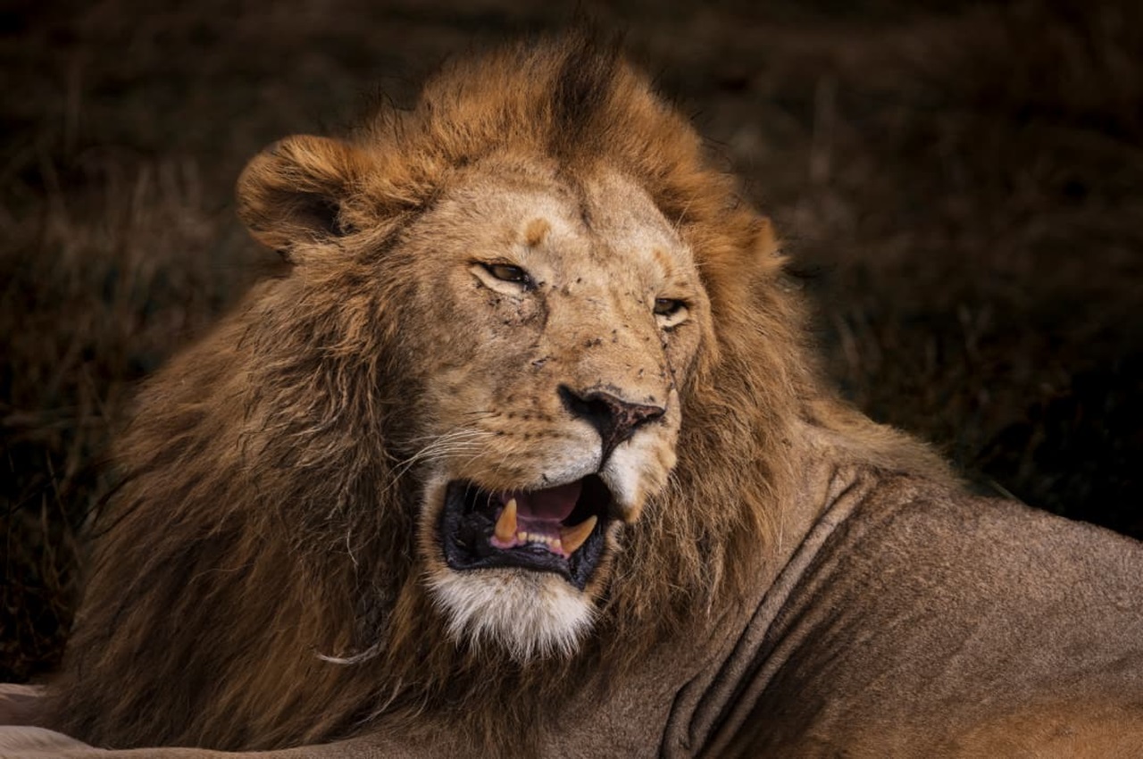 Whispers of the Wild: A Journey Through Tanzania’s Soul.