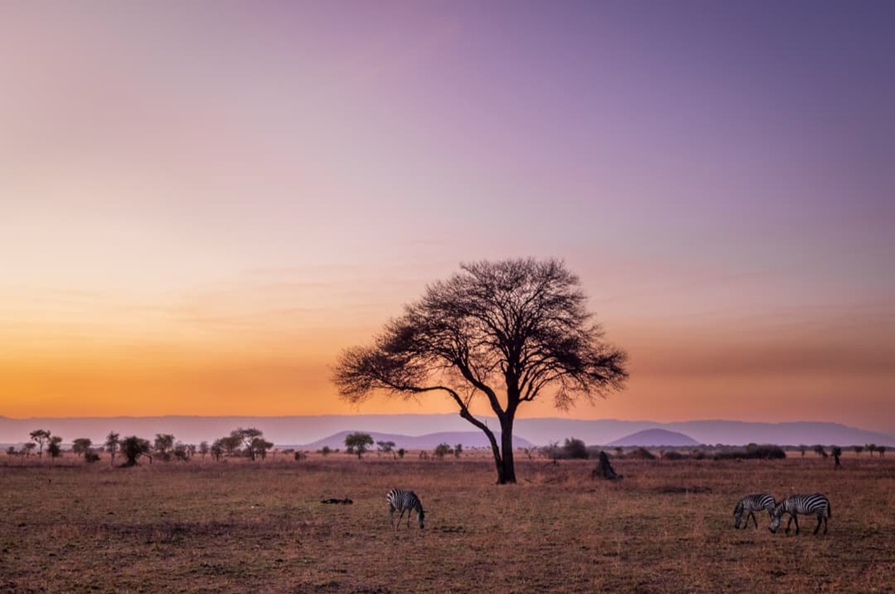 Ruaha to Mafia Escape