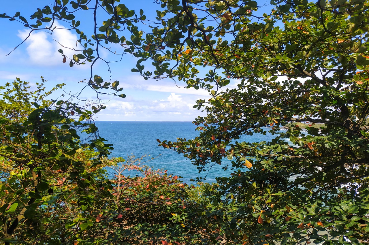 Bush, Forest & Ocean